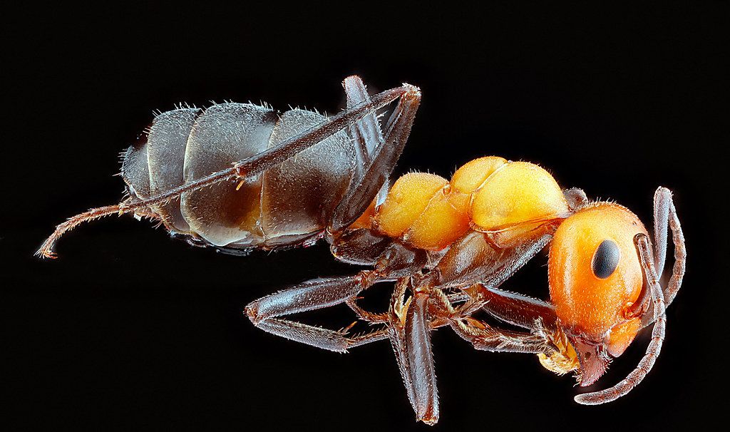 Ant Control service in Wyoming, MI