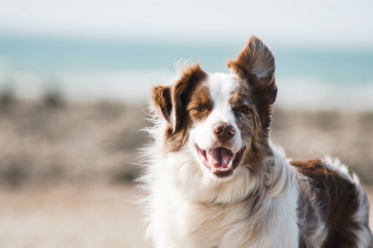 Flea & Tick Control service in Wyoming, MI