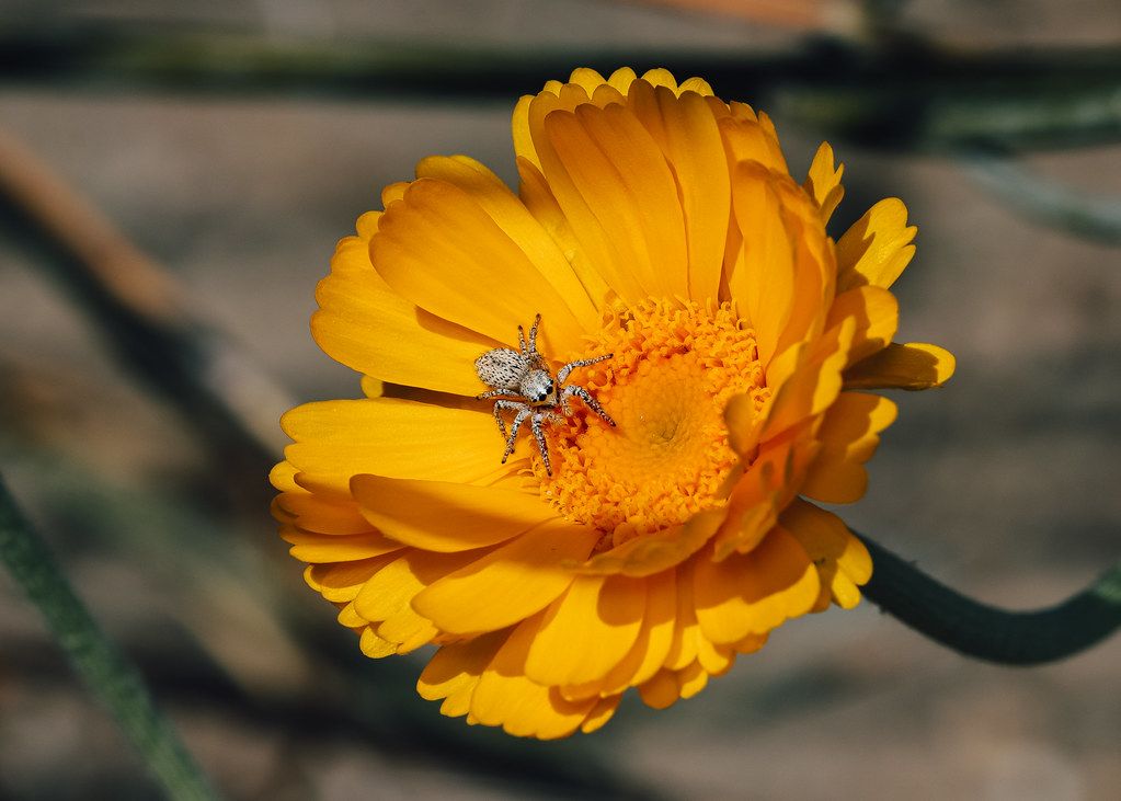 Spider Control service in Wyoming, MI